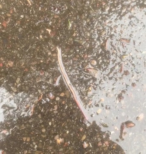 Worm