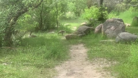 Canadian geese