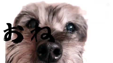 Edit of my dog