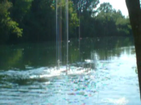 swans