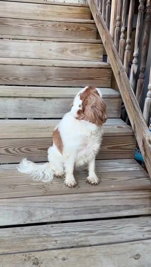 my dog