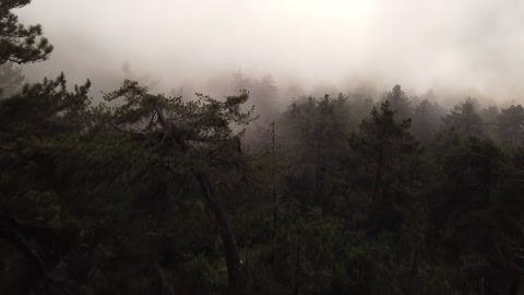 Fog
