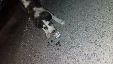 Thirsty dog
