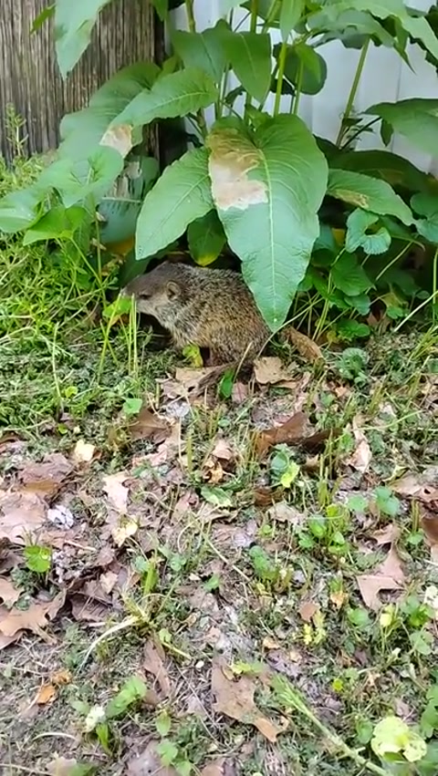 Baby gopher