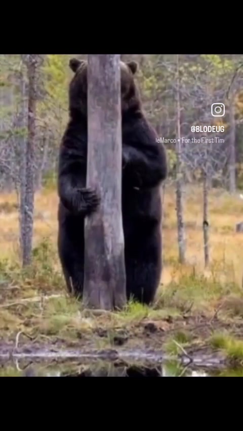 Bear 🐻