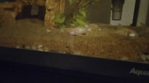 Albino Corydoras! [Vlog 1]