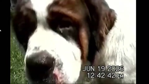 short video of my dogs (NOT MY FEET)