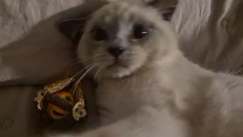 my cat stares at my phone and tries to eat it