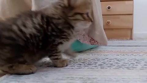 My friend's cat