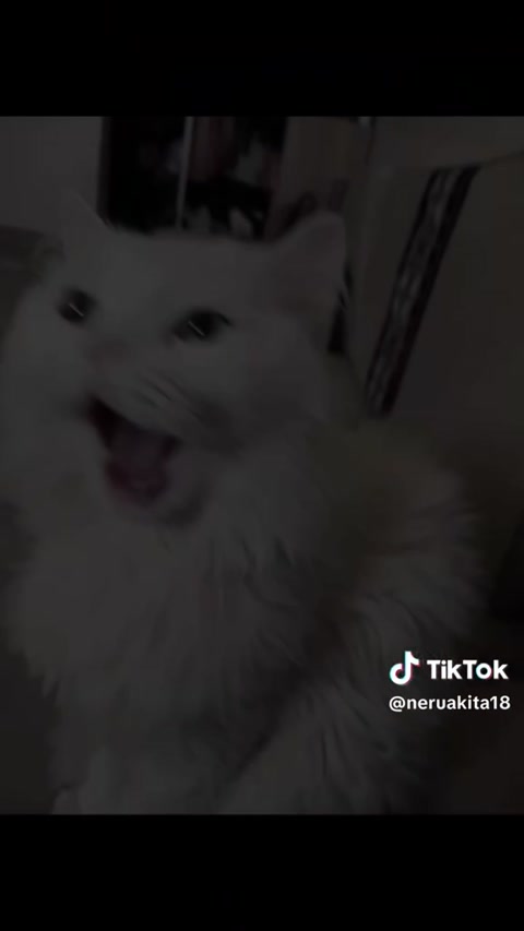 cute kittys i know irl