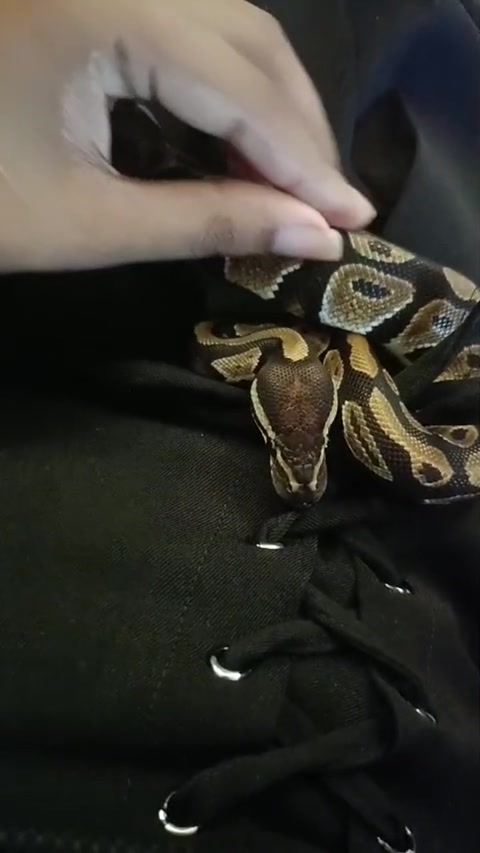 Prince loves being petted!