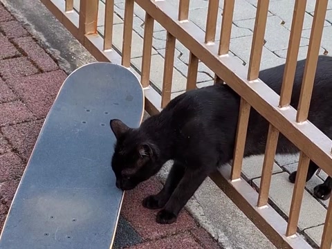 kittie wants to skate :3
