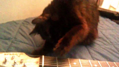 Cat plays guitar! 🎸