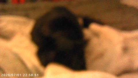 Kitty with blanket