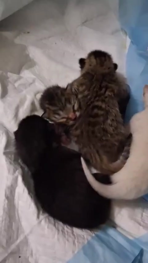 Kittens