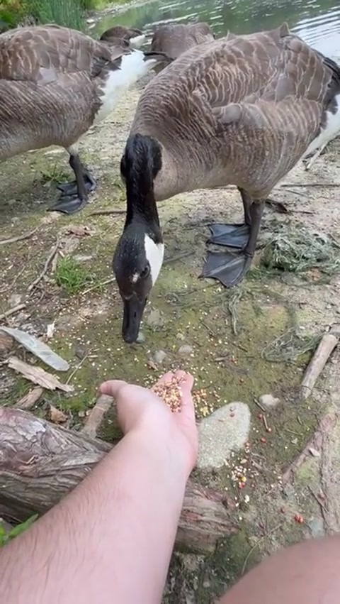 Goose eats out of my hand
