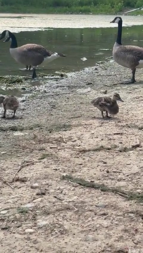 Duckling