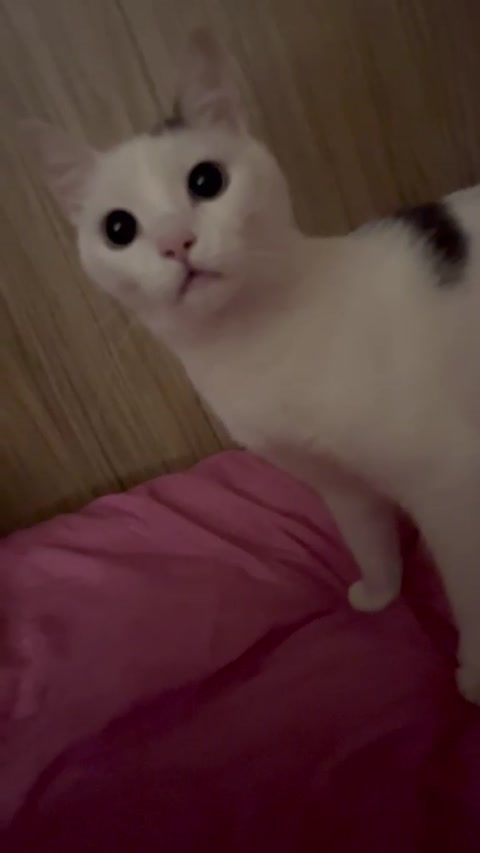 goofy ahh cat