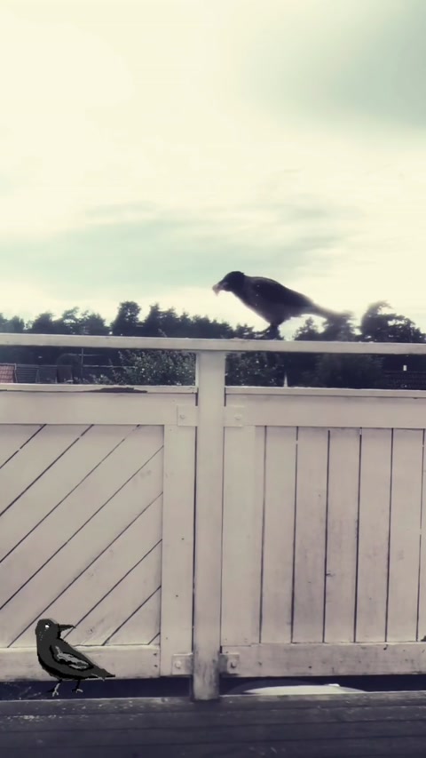 Crow outside my window😍