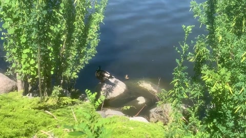 Duck