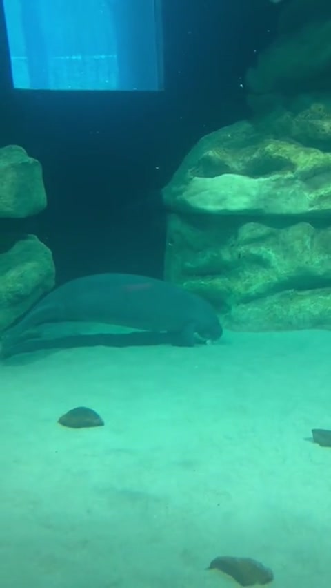 Manatees...