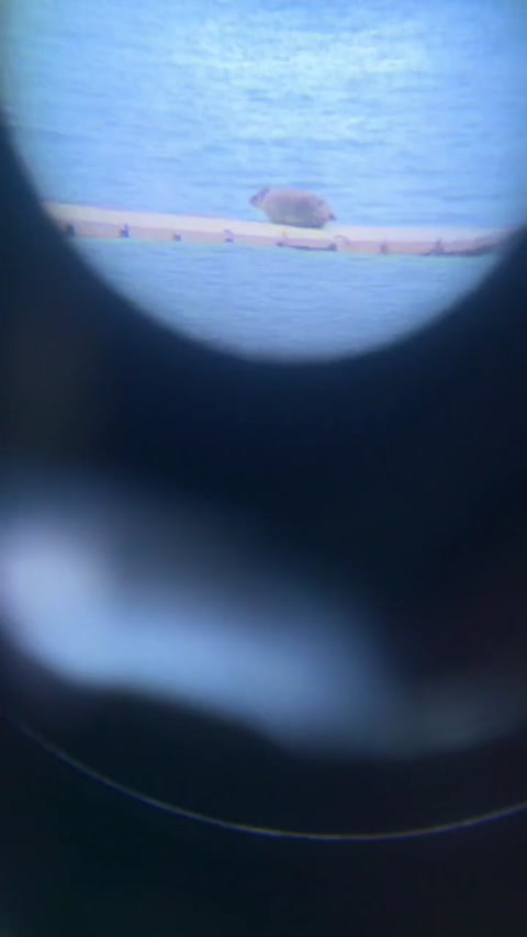 Seal chills on a floating platform
