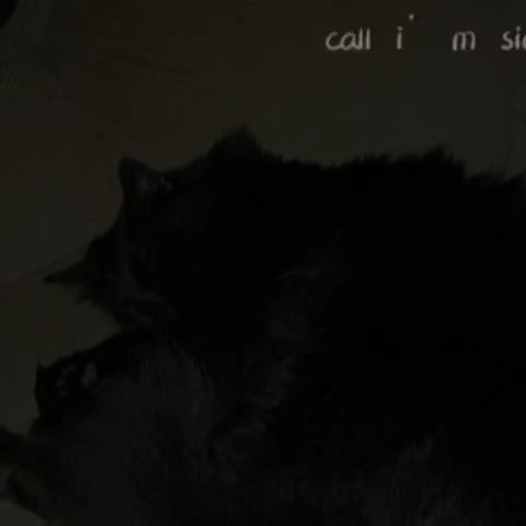 i miss my cats