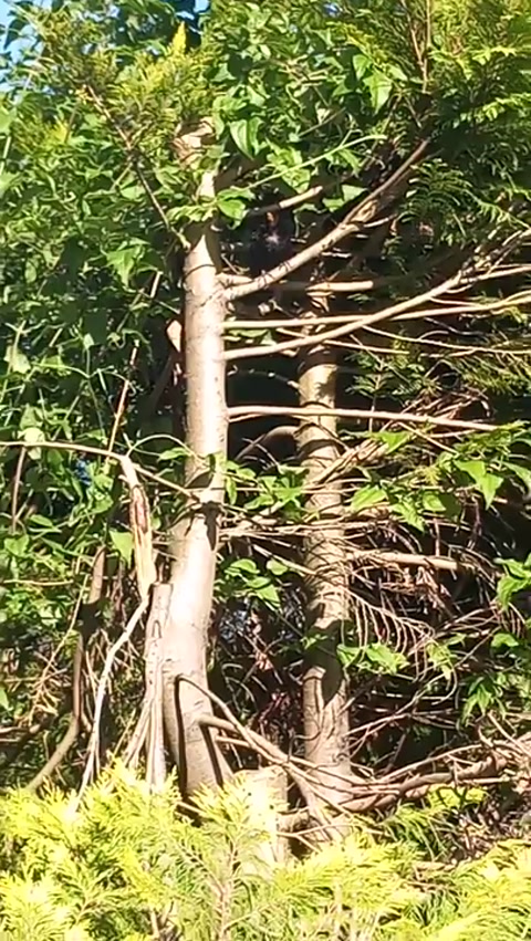 Bird in my garden