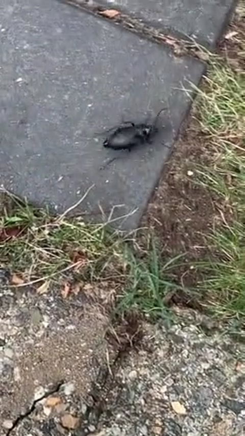 big ass beatle i saw