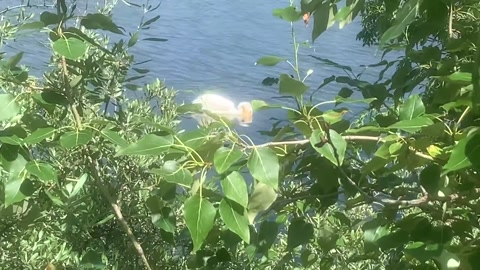 Pelican