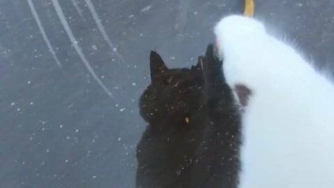 Purest video on the internet I have ever seen
