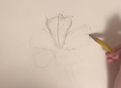Drawing flowers