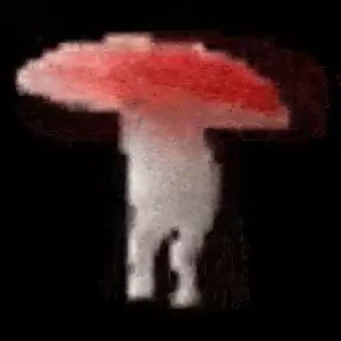 Fungal Beat