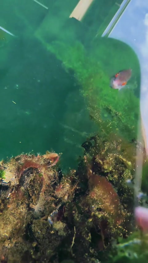 Cutesy fishes☆