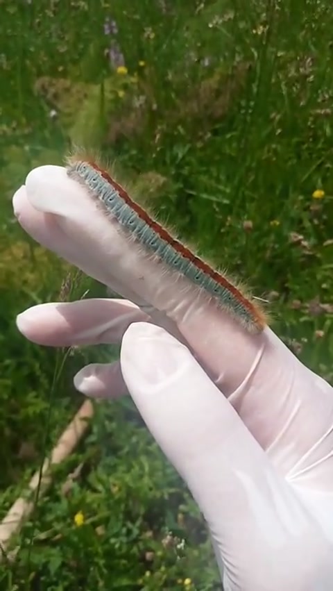 What a Caterpillar