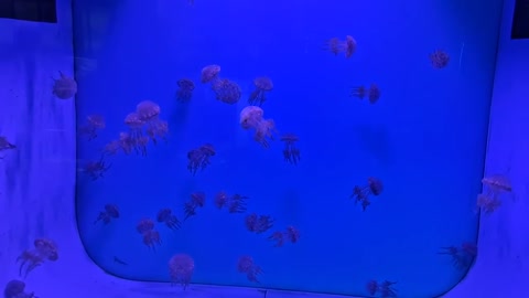 Baby jellyfish ^_^