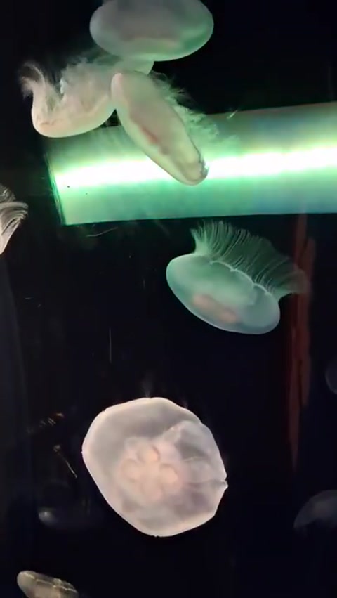 Regular jellyfish