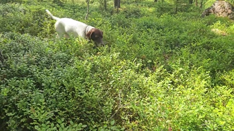 picking blueberries with dog :-3