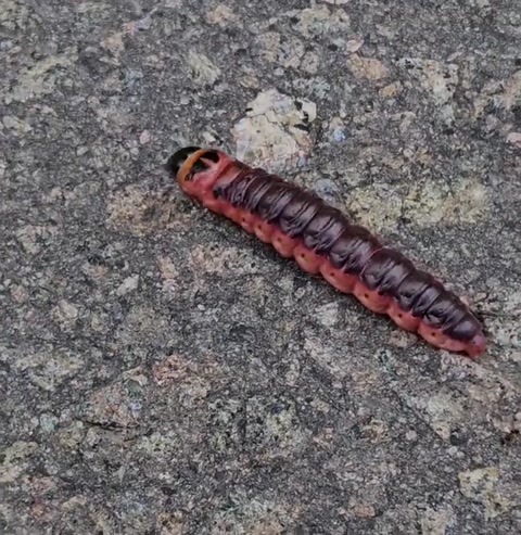 goat moth caterpillar!
