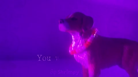 Killing stalking ‎𖤐 // Schleich dog MV