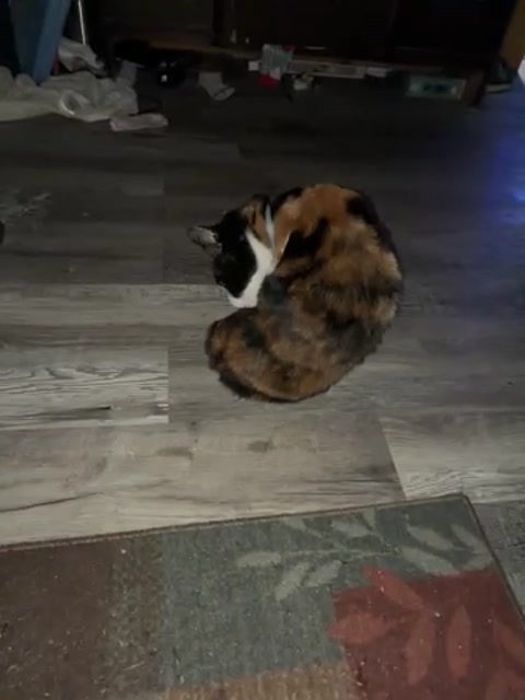 Cat licking herself while I rudely yell