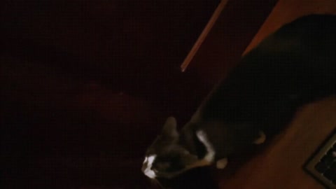Evil cat runs up the stairs.. (Scary)