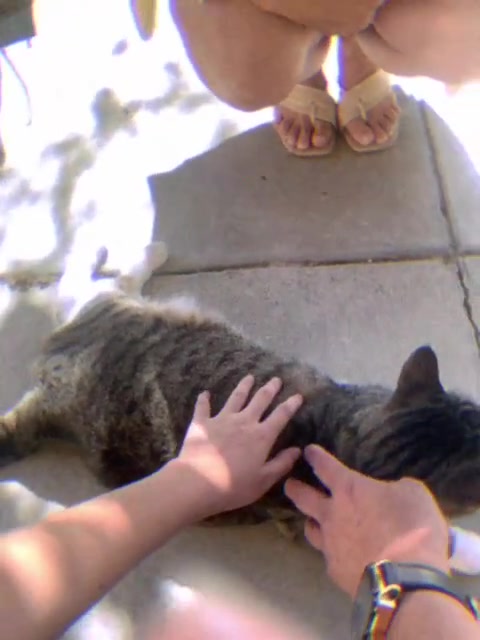 Church Cat