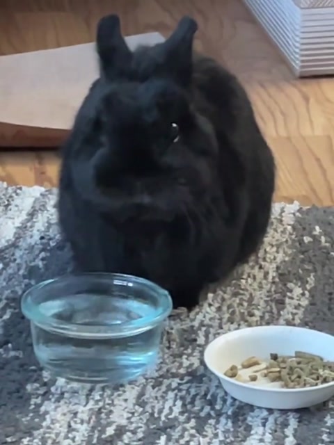 My bunny :3