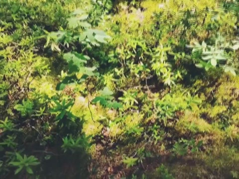 Idkヘ⁠(⁠￣⁠ω⁠￣⁠ヘ⁠)