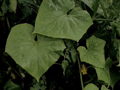 Short video in the rain