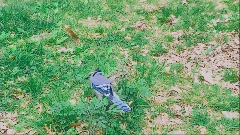 birdwatching