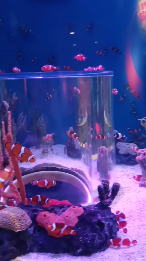 Nemo!
