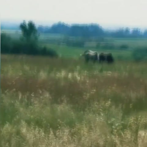 Horses o⁠(⁠(⁠*⁠^⁠▽⁠^⁠*⁠)⁠)⁠o