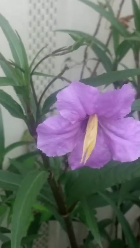 Yellow butterfly on mexicain petunia